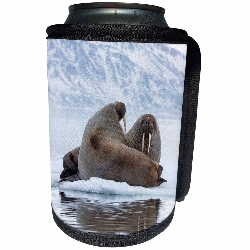 3dRose Danita Delimont - Walruses - Arctic, Norway, Svalbard. Walruses resting on the pack ice - Can Cooler Bottle Wrap (cc_277795)