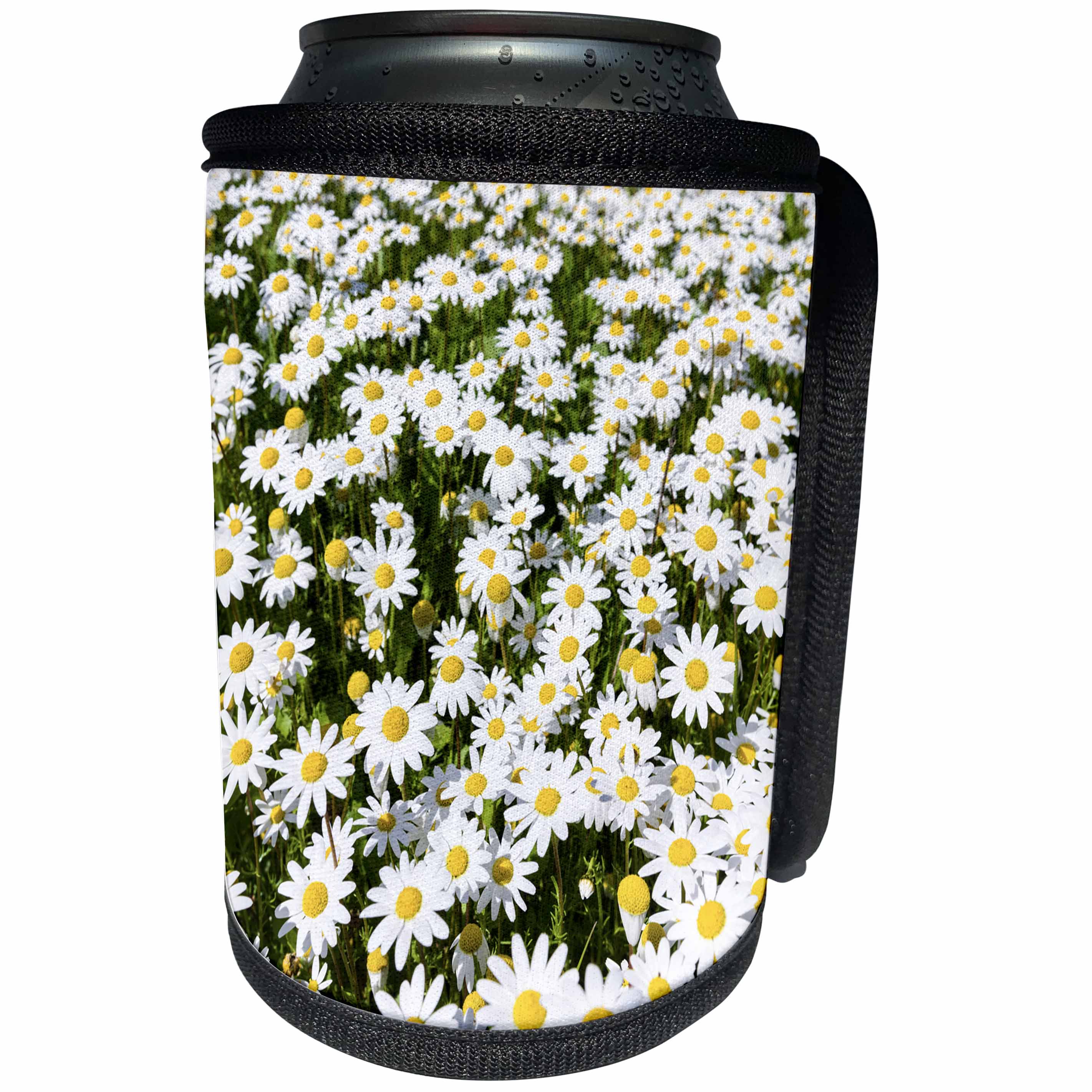 3dRose Danita Delimont - Flowers - Wild chamomile meadow near Marvao. Portugal - Can Cooler Bottle Wrap (cc_277836)