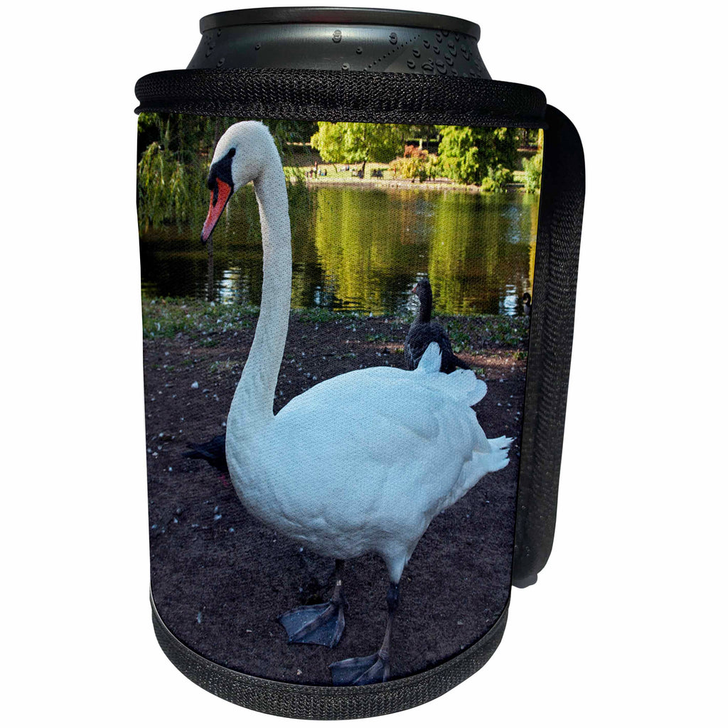 3dRose Danita Delimont - Birds - England, London. Westminster. White swan in St. Jamess Park - Can Cooler Bottle Wrap (cc_277934)