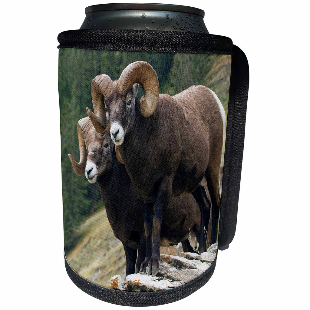 3dRose Danita Delimont - Sheep - Bighorn sheep rams on the mountainside - Can Cooler Bottle Wrap (cc_278051)