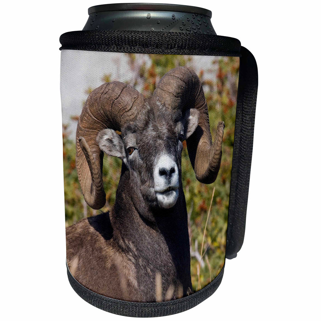 3dRose Danita Delimont - Sheep - Bighorn sheep ram portrait - Can Cooler Bottle Wrap (cc_278052)