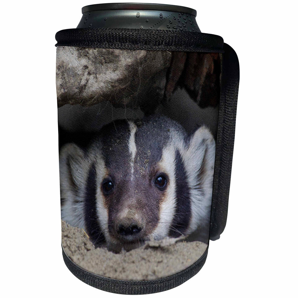3dRose Danita Delimont - Animals - American Badger peeking out of den - Can Cooler Bottle Wrap (cc_278056)