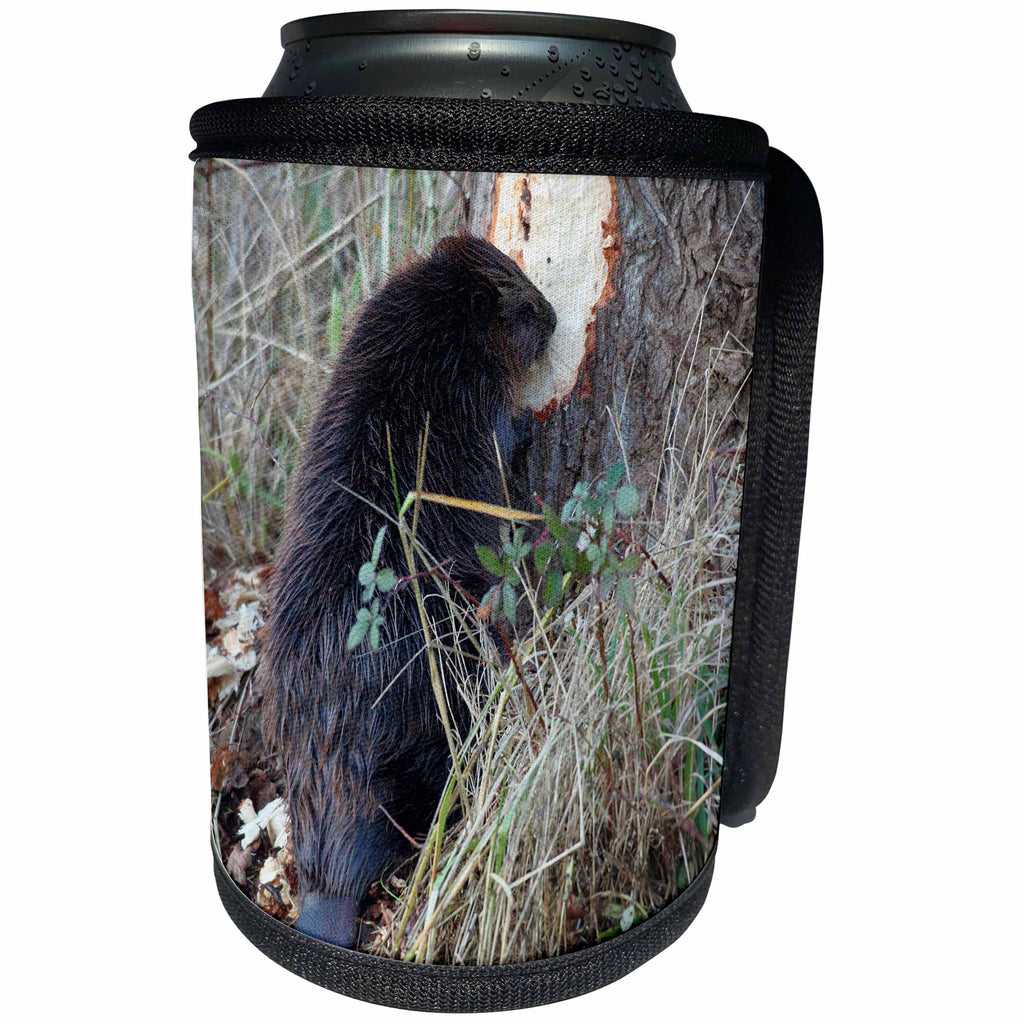 3dRose Danita Delimont - Beavers - American Beaver gnawing on tree - Can Cooler Bottle Wrap (cc_278058)