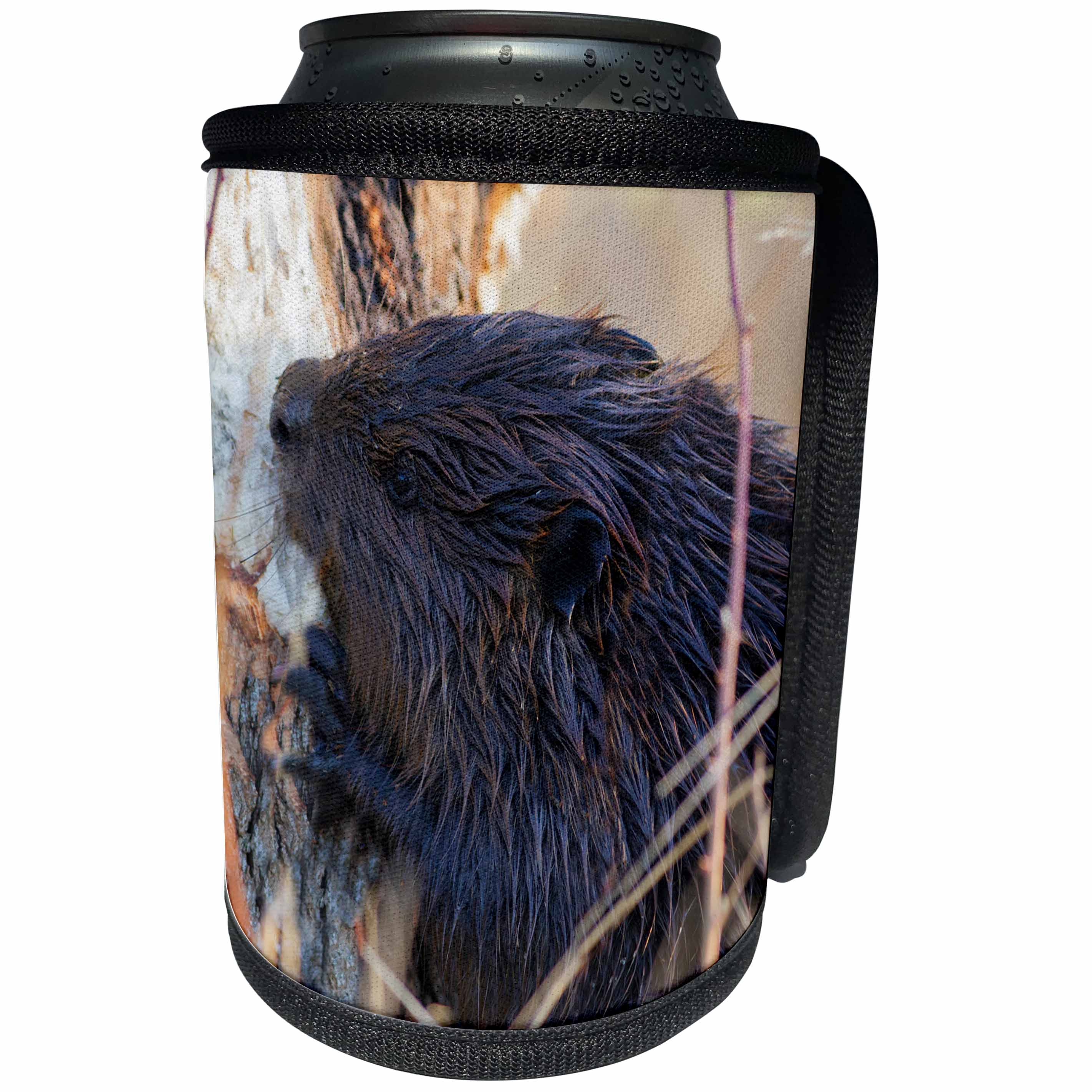 3dRose Danita Delimont - Beavers - American Beaver chewing down tree - Can Cooler Bottle Wrap (cc_278059)