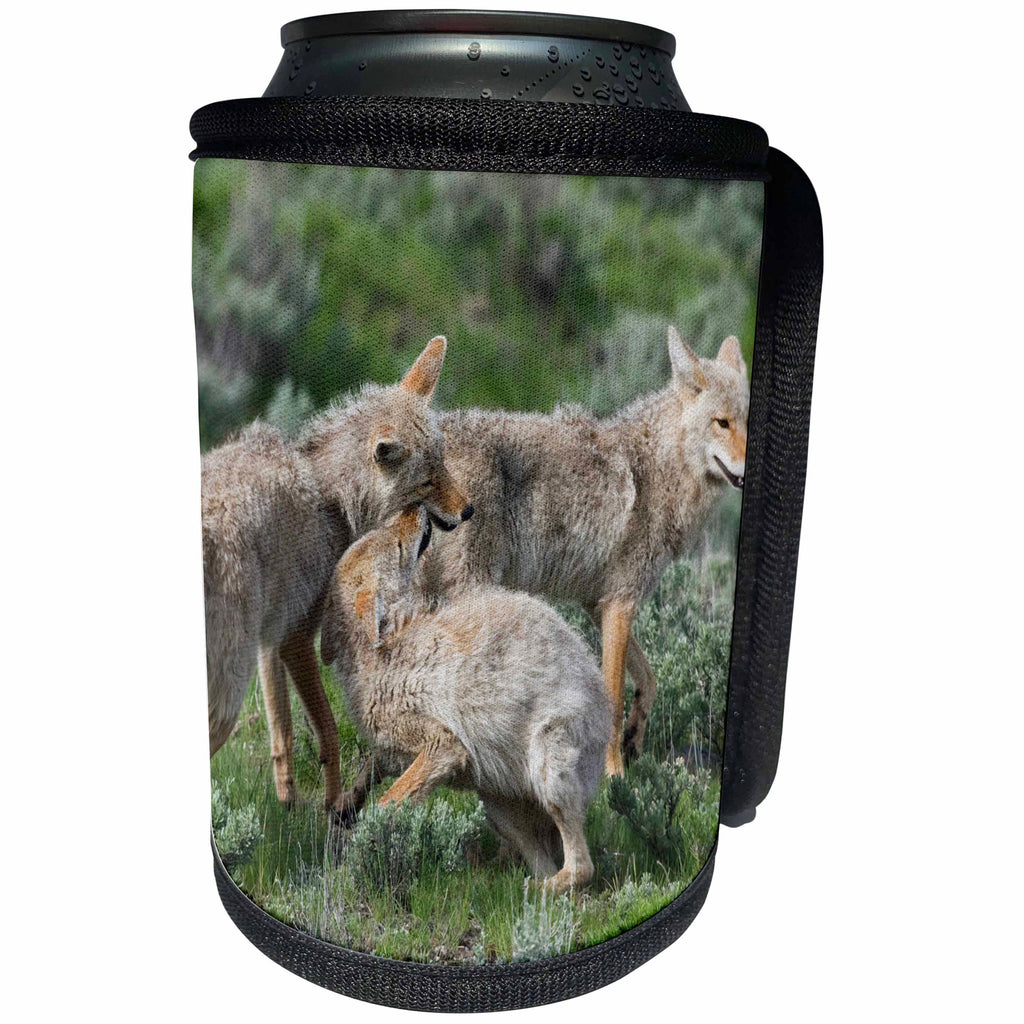 3dRose Danita Delimont - Coyotes - Coyotes Greeting One Another - Can Cooler Bottle Wrap (cc_278060)