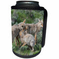 3dRose Danita Delimont - Coyotes - Coyotes Greeting One Another - Can Cooler Bottle Wrap (cc_278060)