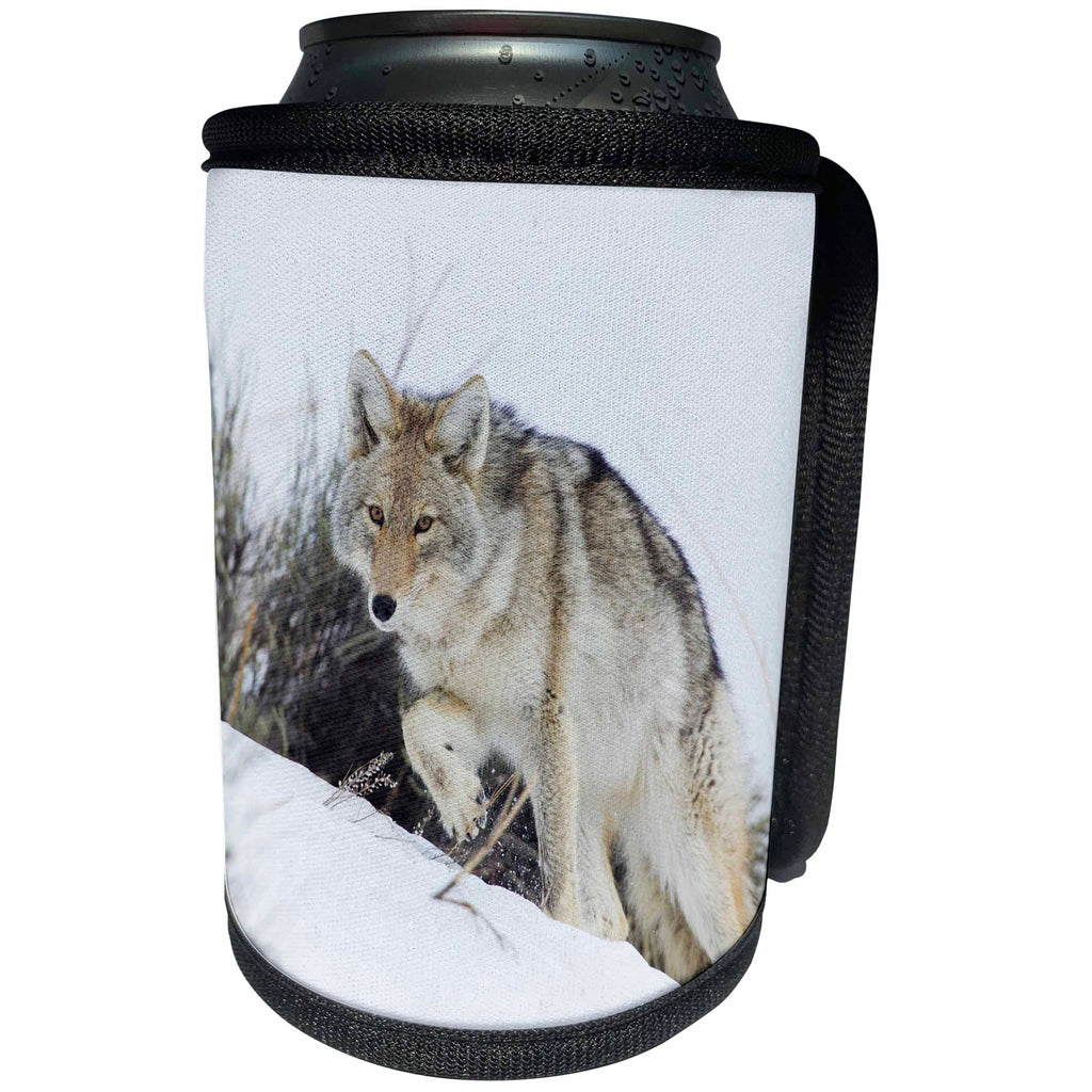3dRose Danita Delimont - Coyotes - Coyote Stalking - Can Cooler Bottle Wrap (cc_278061)