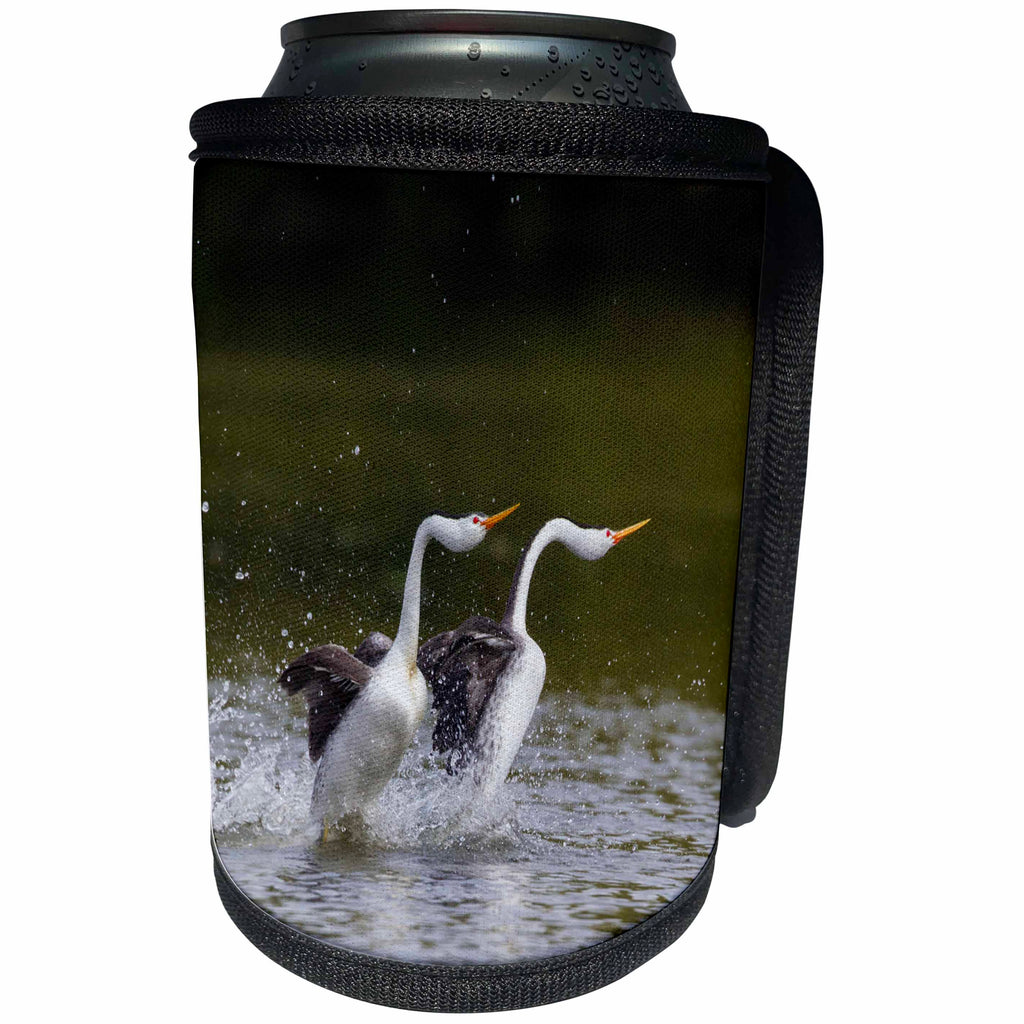 3dRose Danita Delimont - Birds - Clarks Grebe Pair, Courtship Display - Can Cooler Bottle Wrap (cc_278062)
