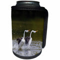 3dRose Danita Delimont - Birds - Clarks Grebe Pair, Courtship Display - Can Cooler Bottle Wrap (cc_278062)