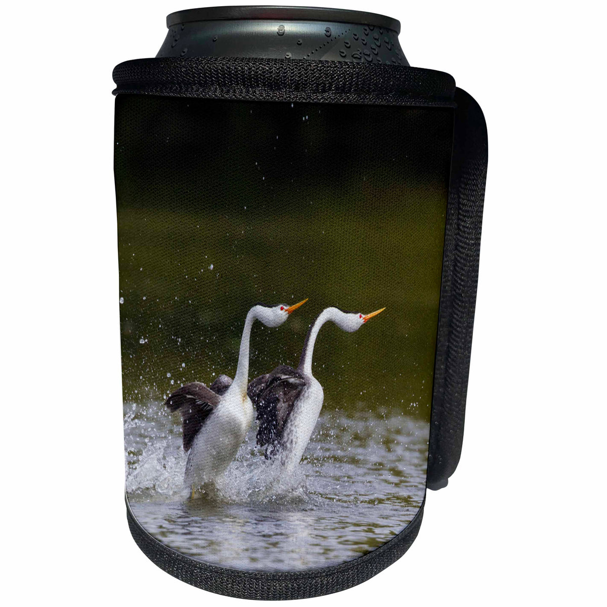 3dRose Danita Delimont - Birds - Clarks Grebe Pair, Courtship Display - Can Cooler Bottle Wrap (cc_278062)