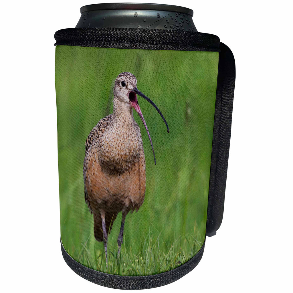 3dRose Danita Delimont - Birds - Long billed Curlew, calling - Can Cooler Bottle Wrap (cc_278064)