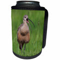 3dRose Danita Delimont - Birds - Long billed Curlew, calling - Can Cooler Bottle Wrap (cc_278064)