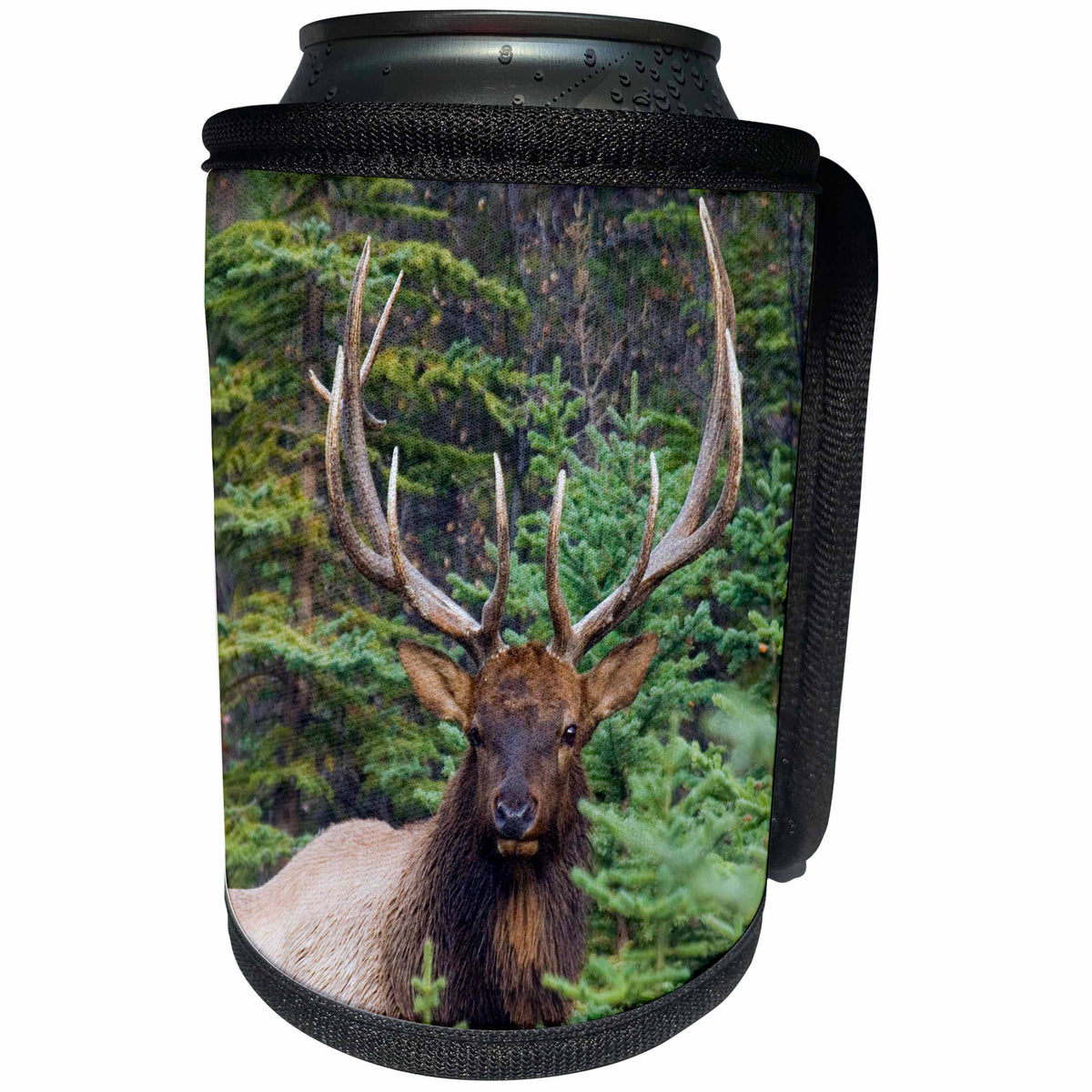 3dRose Danita Delimont - Elk - Rocky Mountain Bull Elk looking at the camera. - Can Cooler Bottle Wrap (cc_278065)