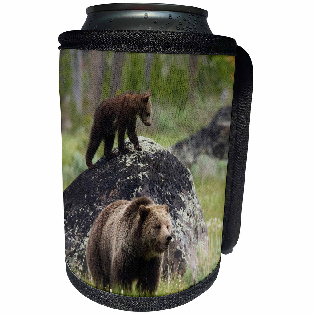 3dRose Danita Delimont - Bears - Grizzly Sow with Playful Cub - Can Cooler Bottle Wrap (cc_278068)