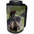 3dRose Danita Delimont - Bears - Grizzly Sow with Playful Cub - Can Cooler Bottle Wrap (cc_278068)