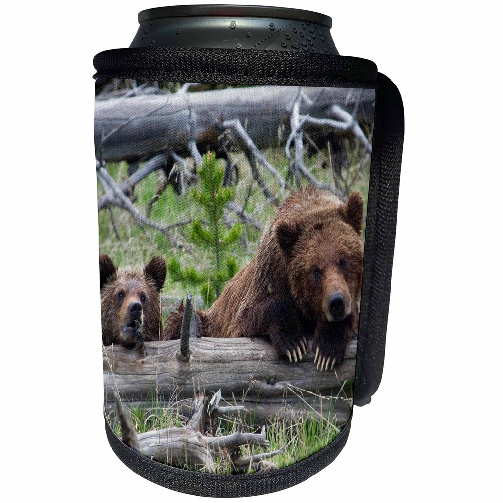 3dRose Danita Delimont - Bears - Grizzly Bear Sow and Cub - Can Cooler Bottle Wrap (cc_278069)