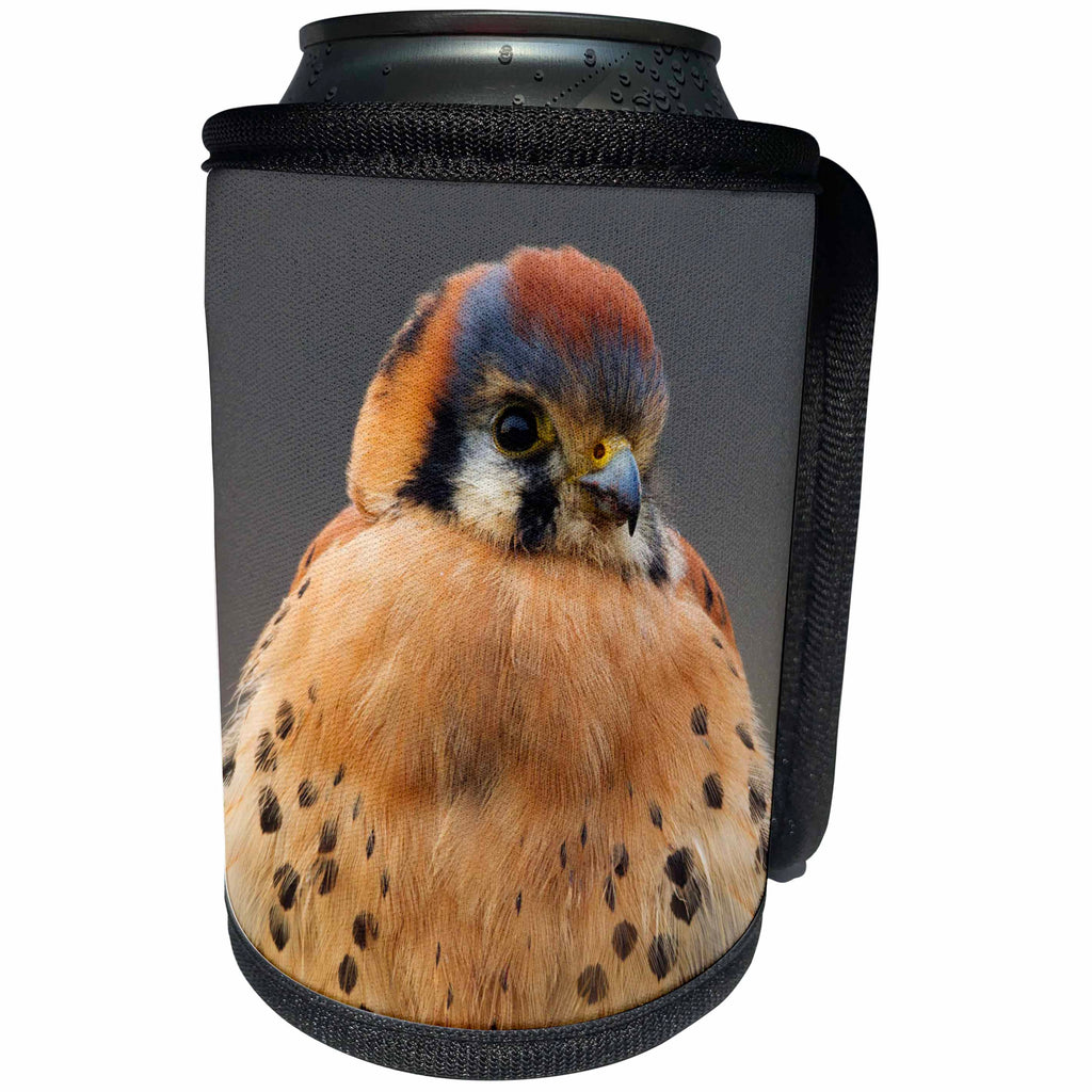 3dRose Danita Delimont - Birds of prey - American Kestrel Hawk - Can Cooler Bottle Wrap (cc_278071)