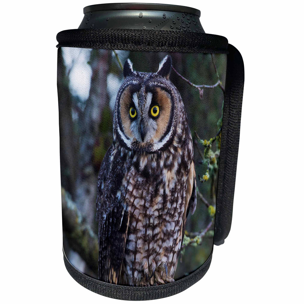 3dRose Danita Delimont - Owls - Long eared Owl - Can Cooler Bottle Wrap (cc_278072)