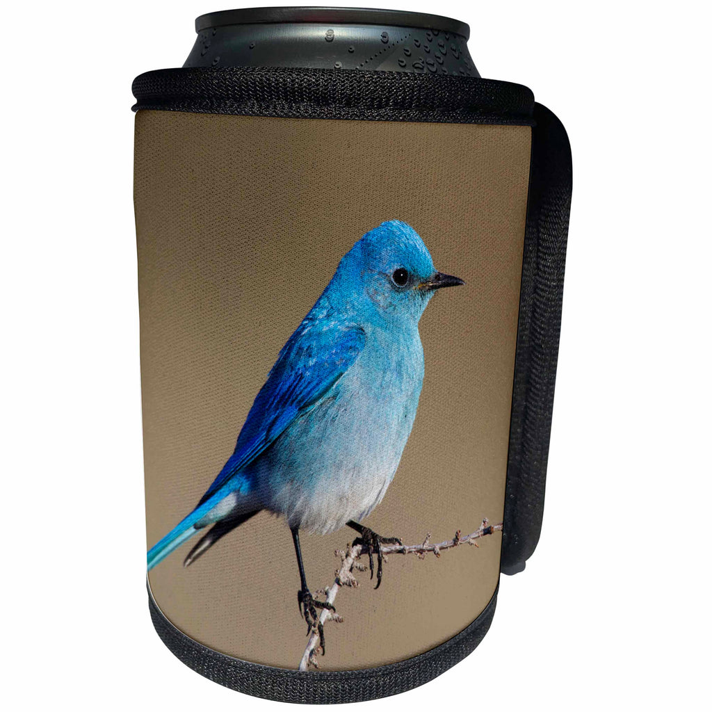 3dRose Danita Delimont - Songbirds - Mountain Bluebird - Can Cooler Bottle Wrap (cc_278073)