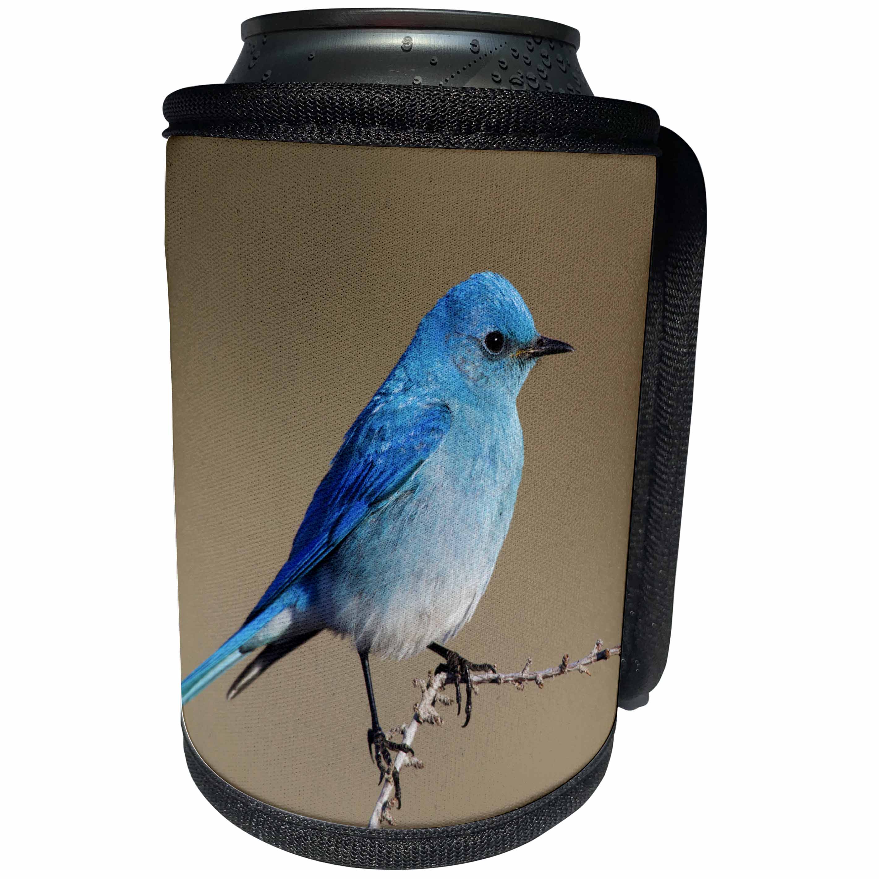 3dRose Danita Delimont - Songbirds - Mountain Bluebird - Can Cooler Bottle Wrap (cc_278073)