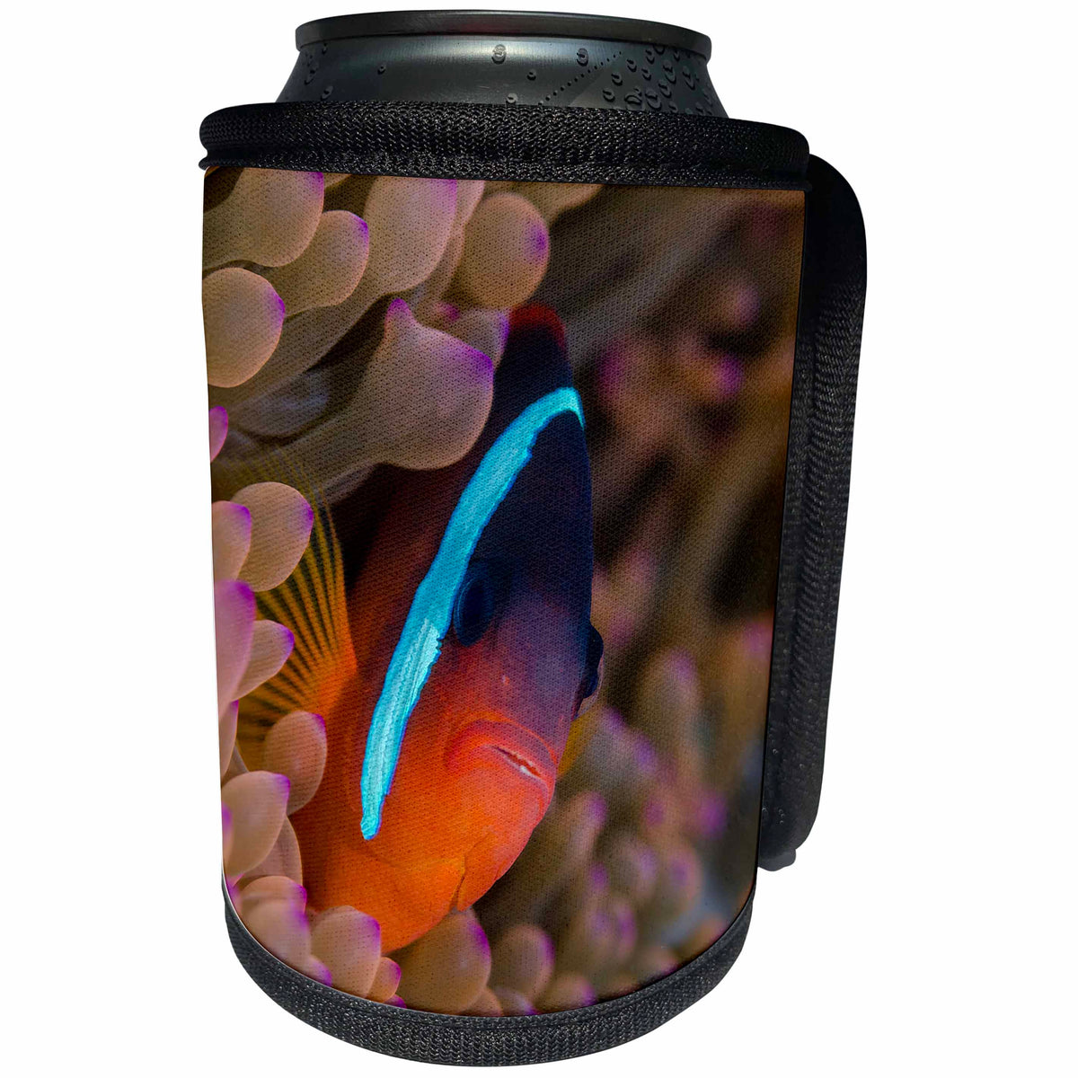 3dRose Danita Delimont - Fish - Fiji. Clownfish hiding among sea anemones. - Can Cooler Bottle Wrap (cc_278098)
