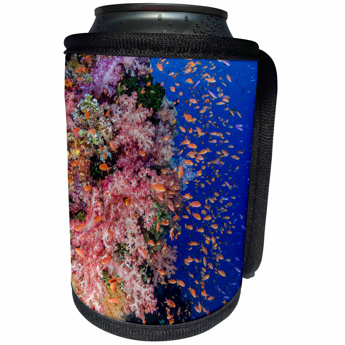 3dRose Danita Delimont - Reefs - Fiji. Anthias swarm over the coral reef. - Can Cooler Bottle Wrap (cc_278101)