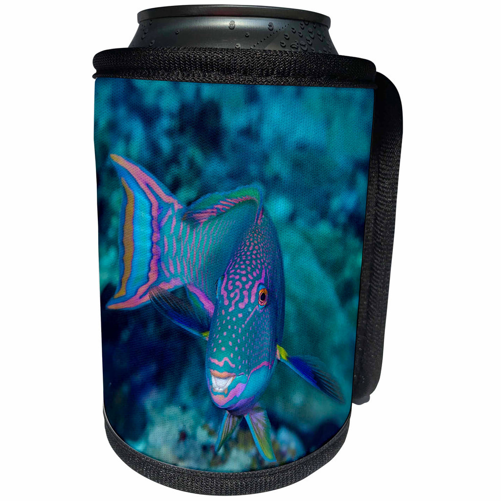 3dRose Danita Delimont - Fish - South Pacific, Solomon Islands. Close up of parrotfish - Can Cooler Bottle Wrap (cc_278108)