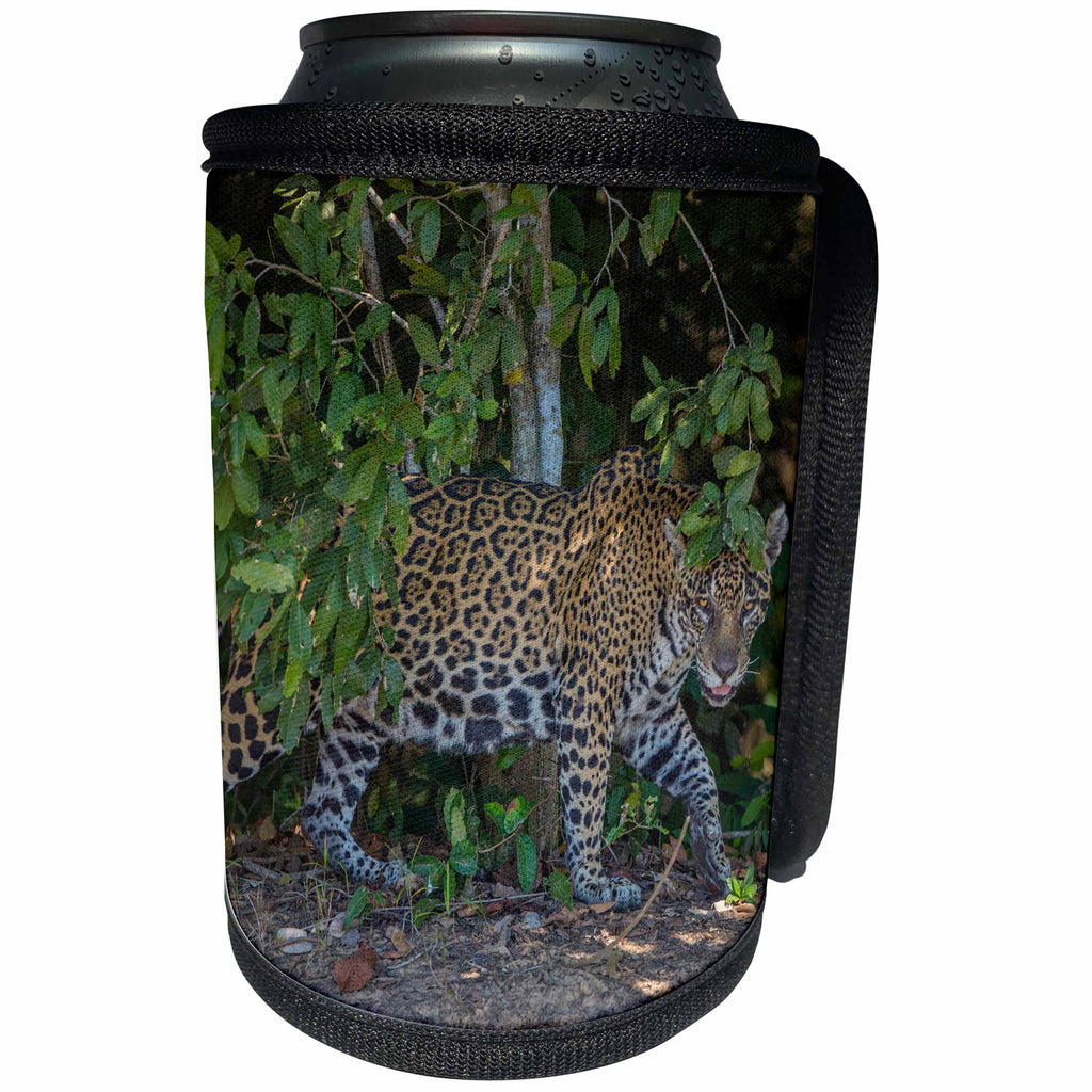 3dRose Danita Delimont - Big Cats - A jaguar prowls on the banks of the Pantanal, Brazil - Can Cooler Bottle Wrap (cc_278155)