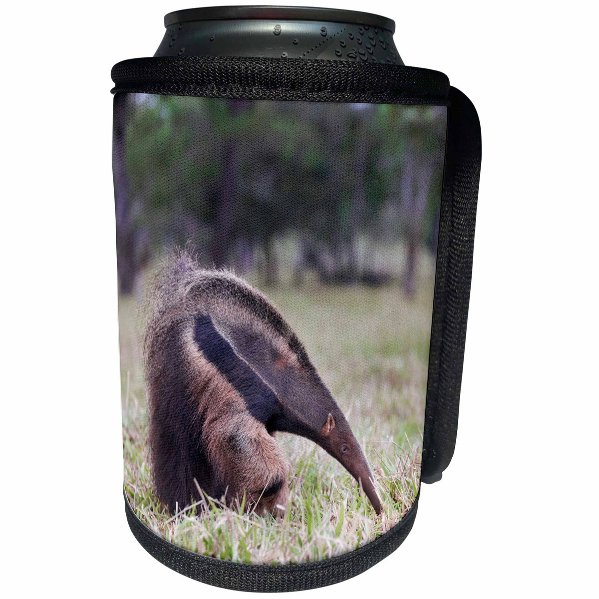 3dRose Danita Delimont - Animals - Brazil, Mato Grosso do Sul, Bonito, Giant anteater eating insects. - Can Cooler Bottle Wrap (cc_278167)