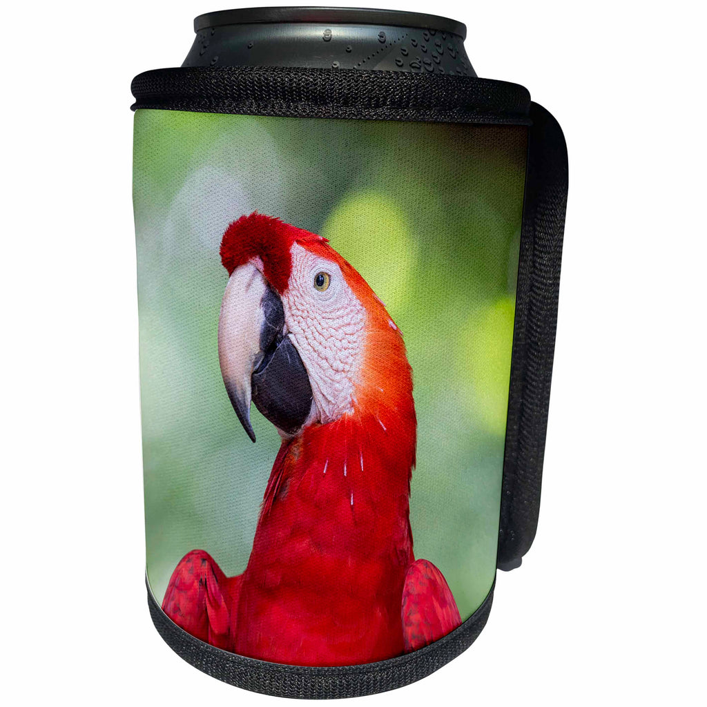3dRose Danita Delimont - Parrots - Brazil, Amazon, Manaus. Headshot of a scarlet macaw. - Can Cooler Bottle Wrap (cc_278170)