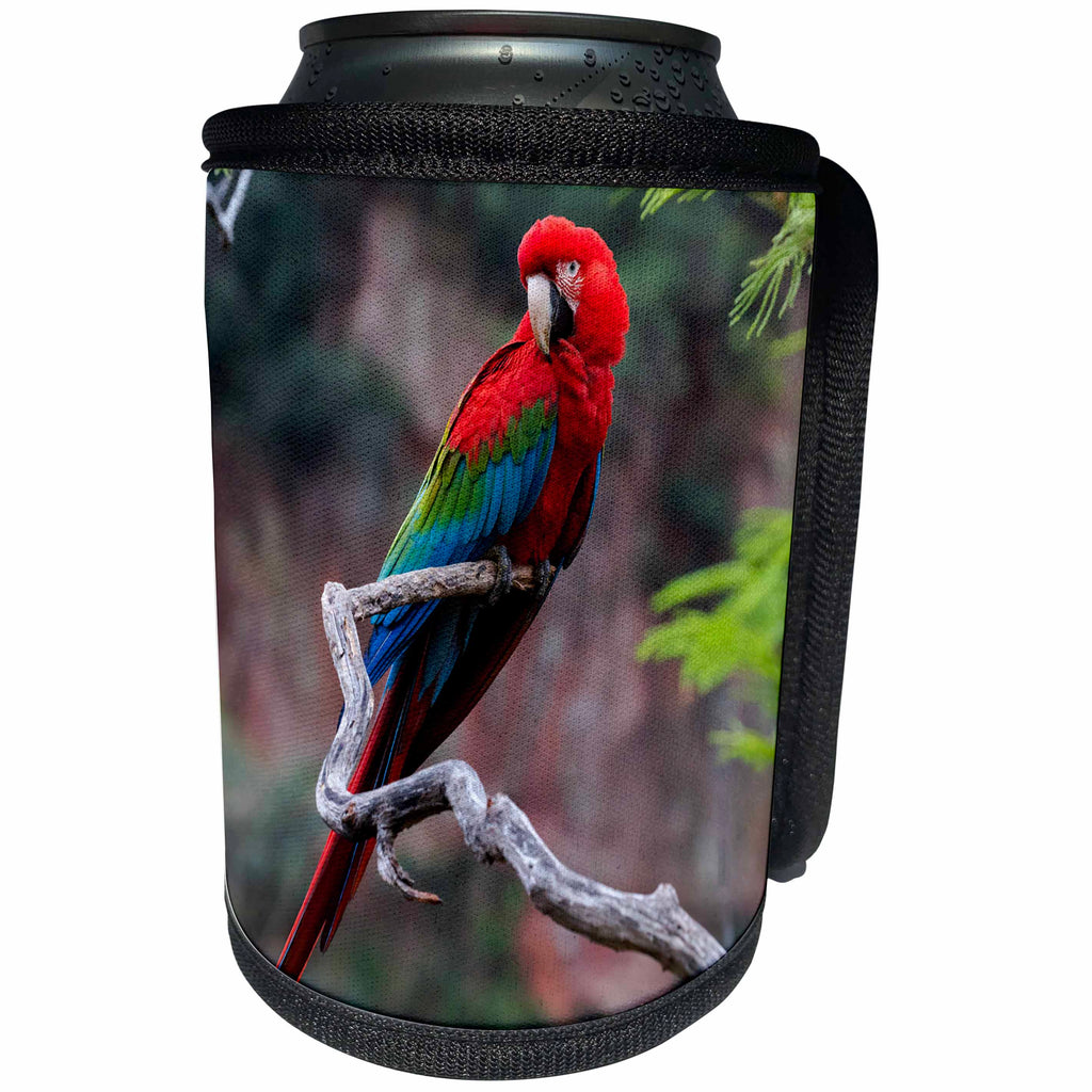 3dRose Danita Delimont - Parrots - Brazil, Sinkhole of the Macaws. Portrait of a red and green macaw. - Can Cooler Bottle Wrap (cc_278179)