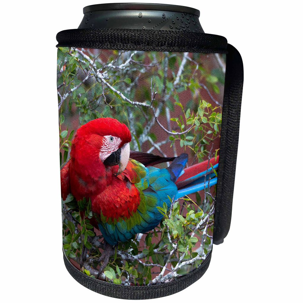 3dRose Danita Delimont - Parrots - Brazil, Sinkhole of the Macaws. Red and green macaw in a tree. - Can Cooler Bottle Wrap (cc_278180)