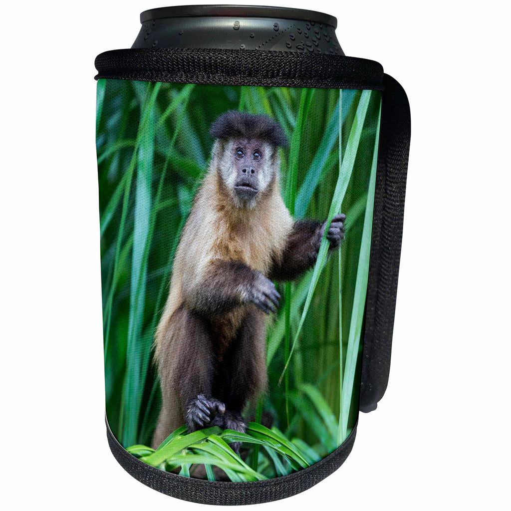 3dRose Danita Delimont - Primates - Brazil, Mato Grosso do Sul, Bonito. Brown capuchin monkey in tree - Can Cooler Bottle Wrap (cc_278190)