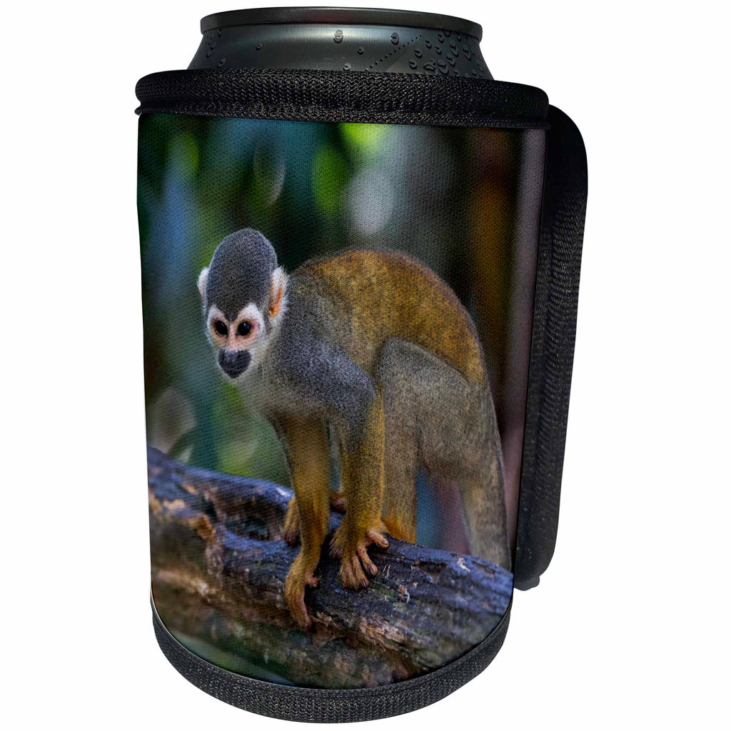 3dRose Danita Delimont - Primates - Brazil, Amazon, Manaus, Common Squirrel monkey in the trees. - Can Cooler Bottle Wrap (cc_278193)