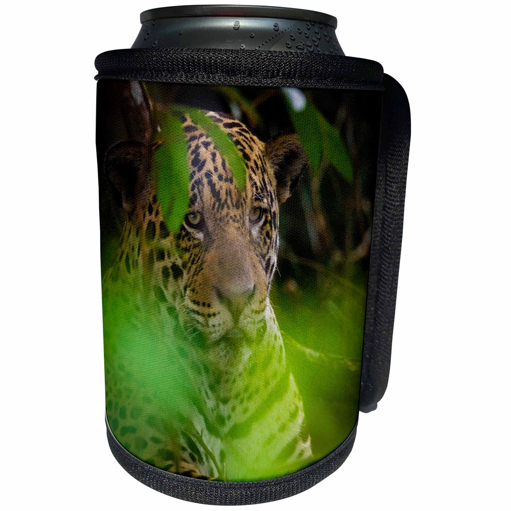 3dRose Danita Delimont - Jaguars - Brazil, Pantanal,. A male jaguar hiding in bushes. - Can Cooler Bottle Wrap (cc_278204)