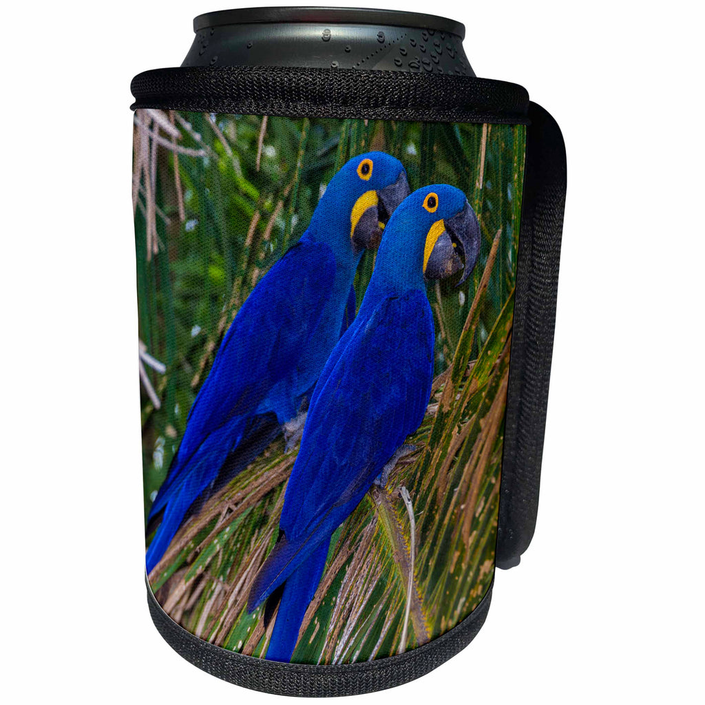 3dRose Danita Delimont - Parrot - Brazil. Hyacinth macaws a vulnerable species of parrot in the Pantanal - Can Cooler Bottle Wrap (cc_278205)