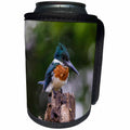 3dRose Danita Delimont - Birds - Brazil, Pantanal, Matto Grosso Do Sul, Green kingfisher. - Can Cooler Bottle Wrap (cc_278207)