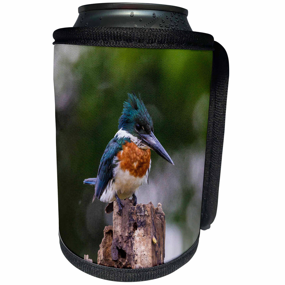 3dRose Danita Delimont - Birds - Brazil, Pantanal, Matto Grosso Do Sul, Green kingfisher. - Can Cooler Bottle Wrap (cc_278207)