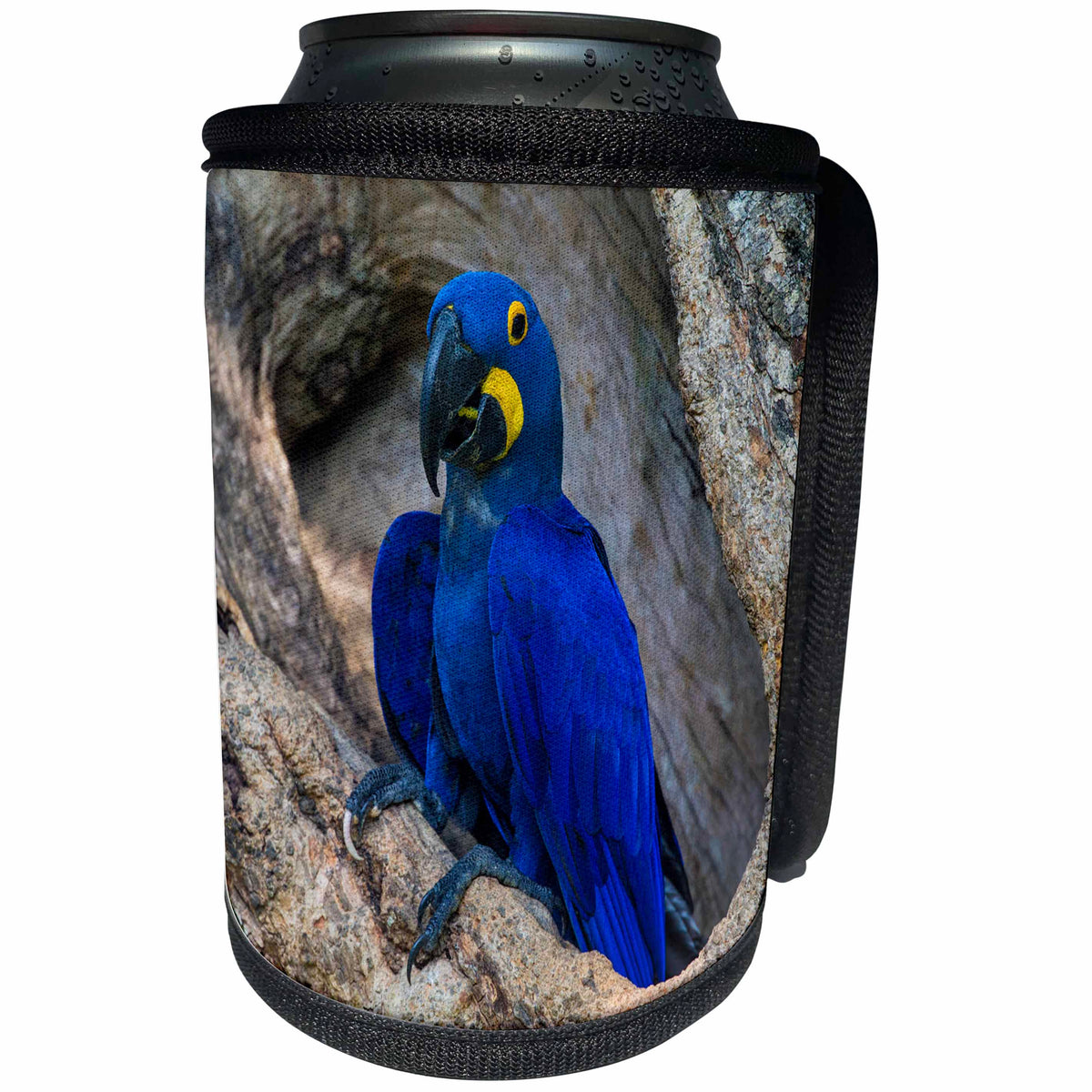 3dRose Danita Delimont - Parrot - Brazil, Pantanal. Hyacinth macaw peched in a tree hollow. - Can Cooler Bottle Wrap (cc_278219)