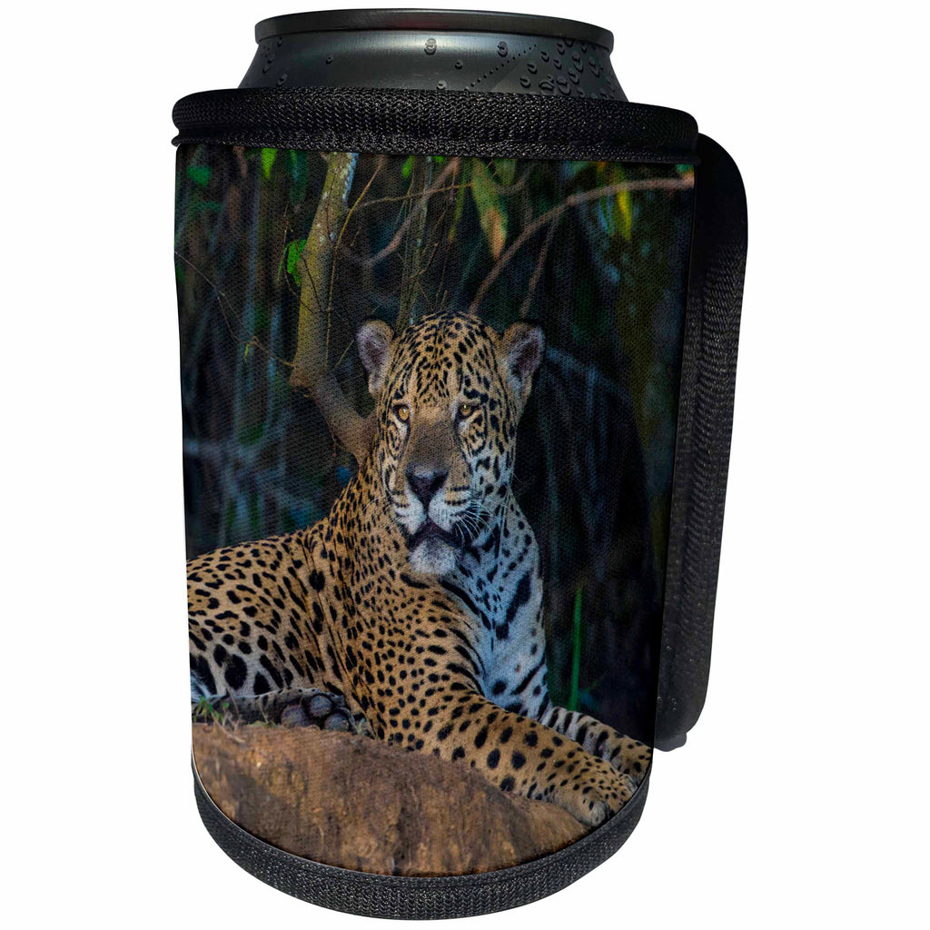 3dRose Danita Delimont - Big Cats - Brazil. A jaguar looks out along the banks of a river in the Pantanal. - Can Cooler Bottle Wrap (cc_278231)