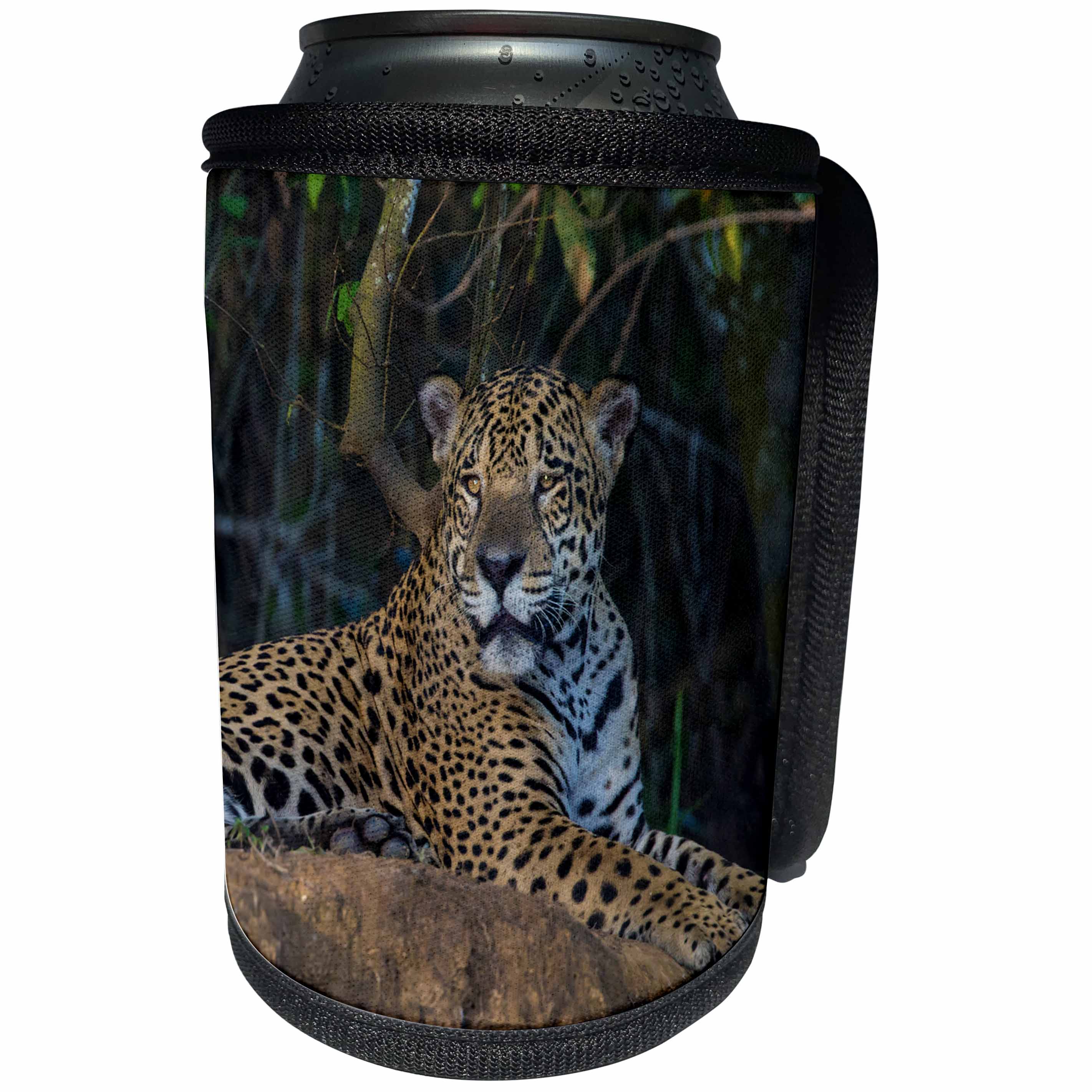 3dRose Danita Delimont - Big Cats - Brazil. A jaguar looks out along the banks of a river in the Pantanal. - Can Cooler Bottle Wrap (cc_278231)