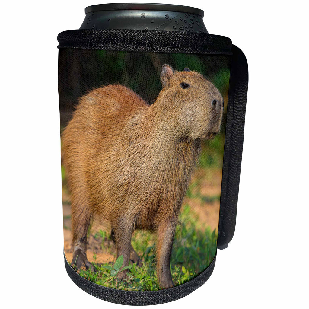 3dRose Danita Delimont - Animals - Brazil, Pantanal A capybara walking proudly. - Can Cooler Bottle Wrap (cc_278232)