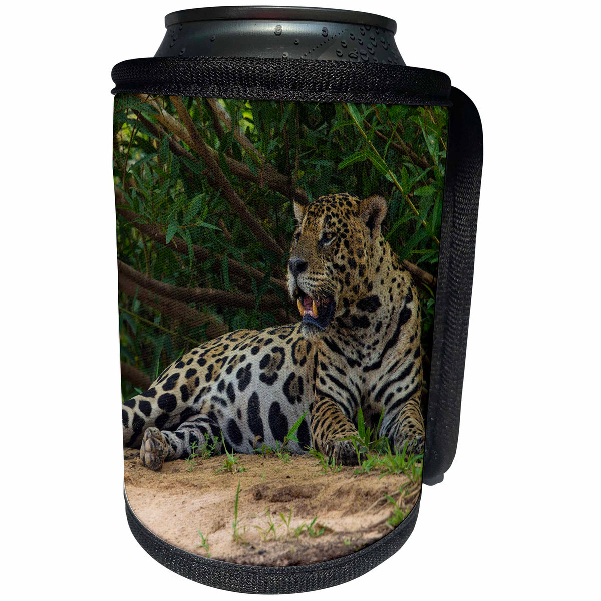 3dRose Danita Delimont - Big Cats - Brazil, Pantanal. Jaguar cooling itself along the banks of a river. - Can Cooler Bottle Wrap (cc_278233)