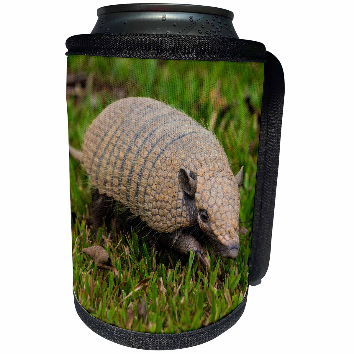 3dRose Danita Delimont - Animals - Brazil. A pichi, dwarf armadillo, Zaedyus pichiy, in the Pantanal - Can Cooler Bottle Wrap (cc_278236)