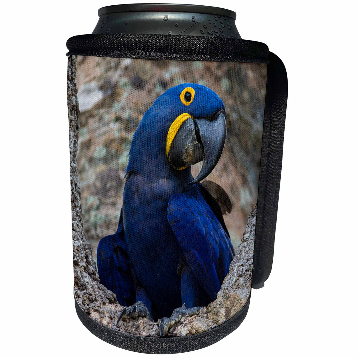 3dRose Danita Delimont - Parrot - Brazil, Pantanal. Curious Hyacinth macaw in a tree hollow. - Can Cooler Bottle Wrap (cc_278237)