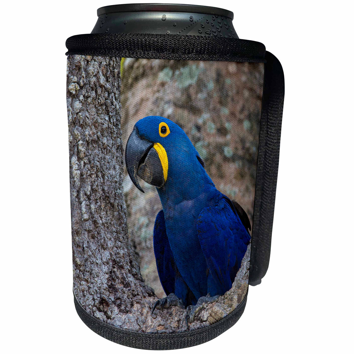 3dRose Danita Delimont - Parrot - Brazil, Pantanal. Hyacinth macaw parrot. - Can Cooler Bottle Wrap (cc_278238)