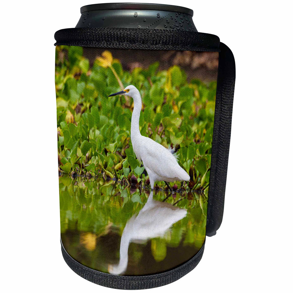 3dRose Danita Delimont - Birds - Brazil. A Snowy egret is commonly found in the Pantanal. - Can Cooler Bottle Wrap (cc_278239)