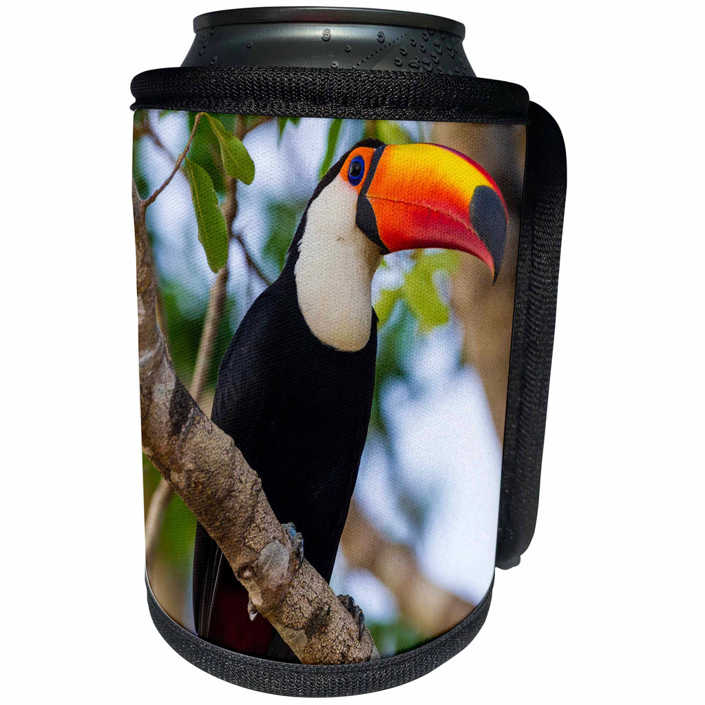 3dRose Danita Delimont - Birds - Brazil, Mato Grosso Do Sul. Portrait of a Toco Toucan. - Can Cooler Bottle Wrap (cc_278245)
