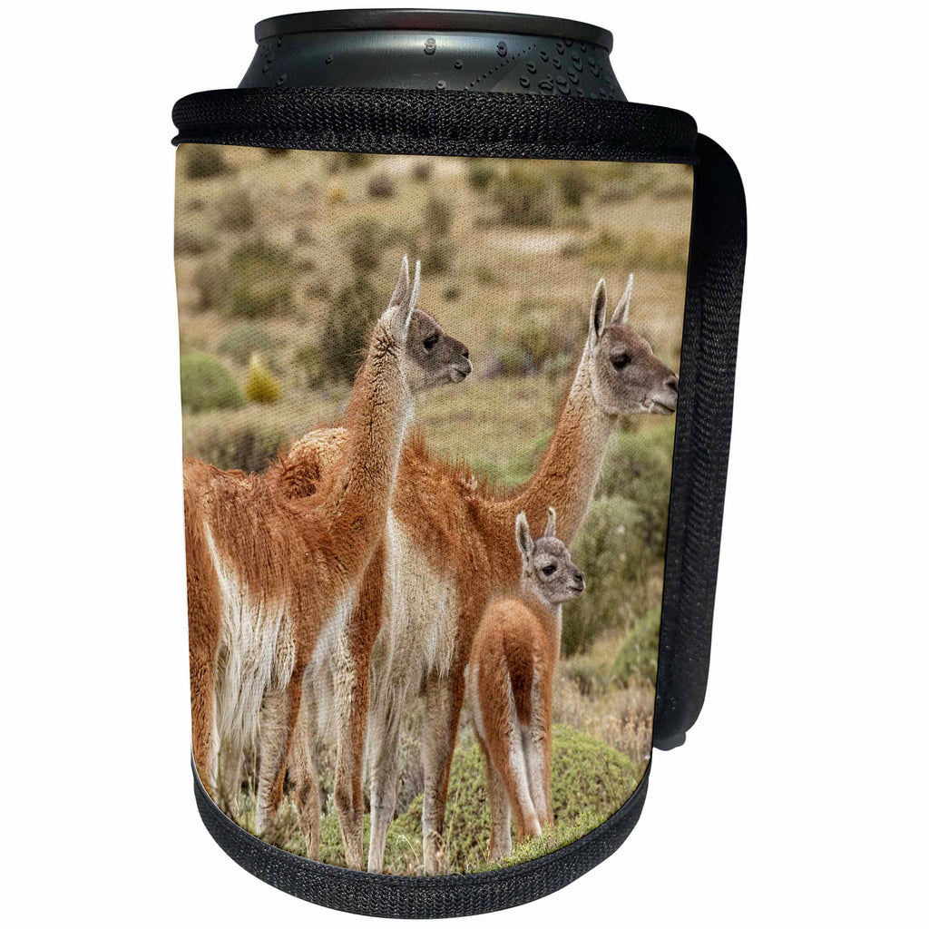 3dRose Danita Delimont - Llamas - Guanaco family and baby, Torres del Paine NP, Chile, Patagonia - Can Cooler Bottle Wrap (cc_278257)