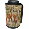 3dRose Danita Delimont - Llamas - Guanaco family and baby, Torres del Paine NP, Chile, Patagonia - Can Cooler Bottle Wrap (cc_278257)